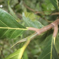 Artocarpus nobilis Thwaites